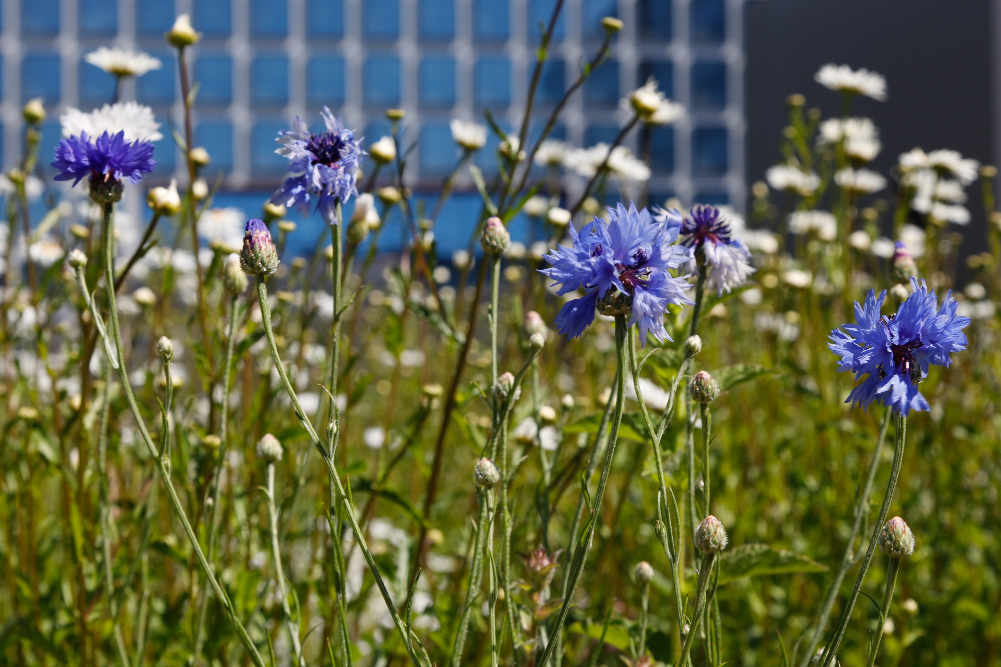 Luonnon monimuotoisuuden turvaaminen